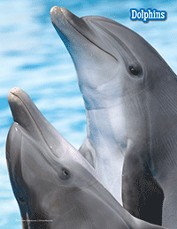 Friendly Dolphins: A Character Education Story for Kids