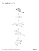 The Life Cycle of a Frog (Blank) Printable