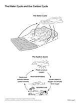 The Water Cycle and the Carbon Cycle