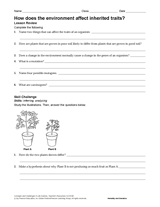 How Does the Environment Affect Inherited Traits?