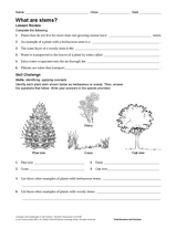 What Are Stems?