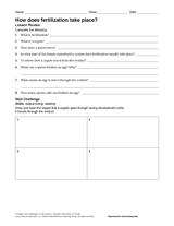 How Does Fertilization Take Place?